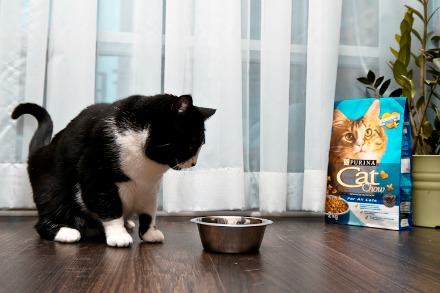 Pet food Pet food